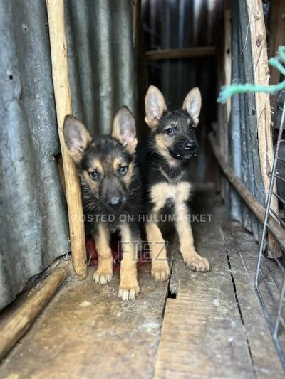 1-3 months Male Purebred German Shepherd