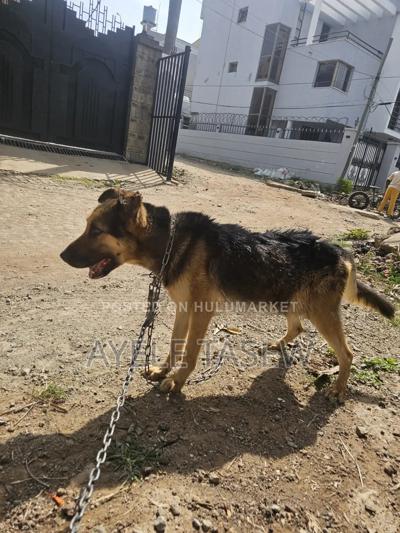 1+ year Male Mixed Breed German Shepherd