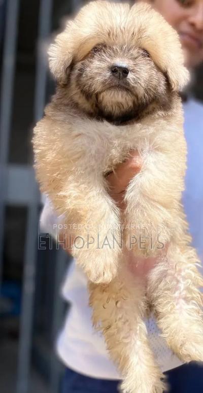 1-3 months Female Purebred Havanese