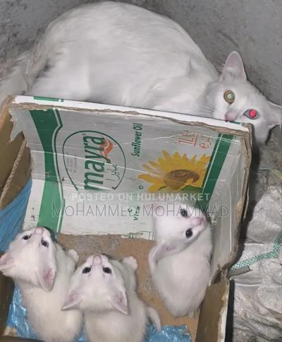 1-3 months Female Mixed Breed Turkish Angora