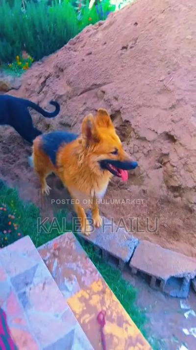 1+ year Male Purebred German Shepherd
