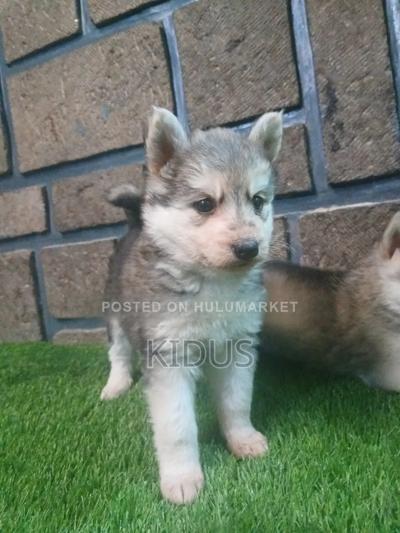 1-3 months Female Purebred Siberian Husky