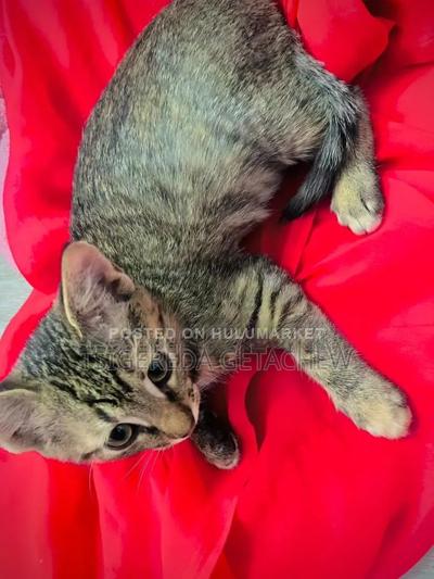 1-3 months Male Mixed Breed Abyssinian