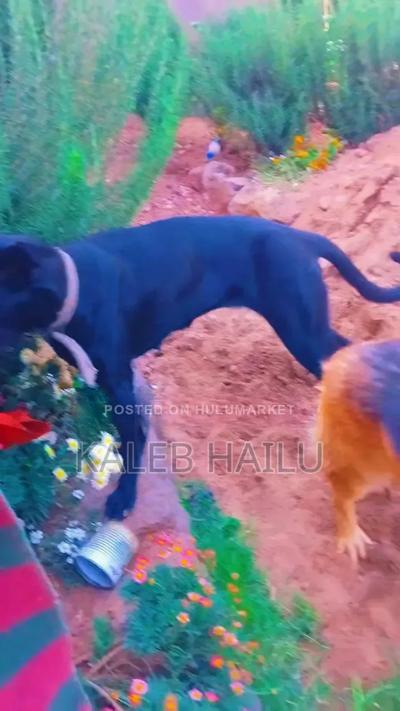 6-12 months Female Mixed Breed Great Dane