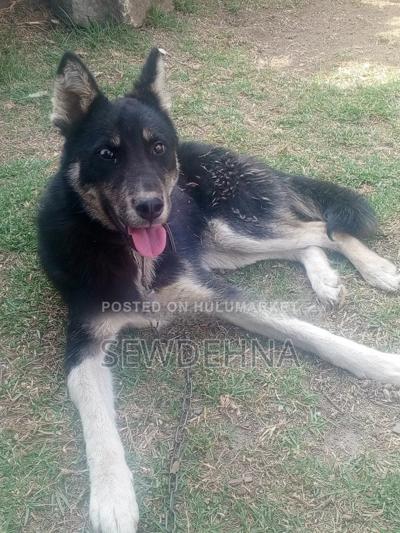 6-12 months Male Mixed Breed Siberian Husky