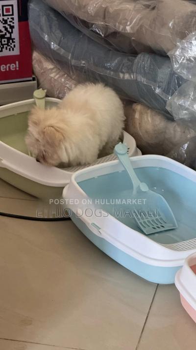 Cat Litter Boxes