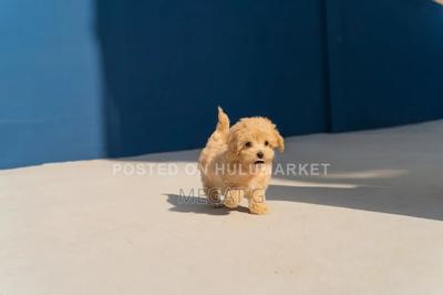 1-3 months Male Purebred Poodle