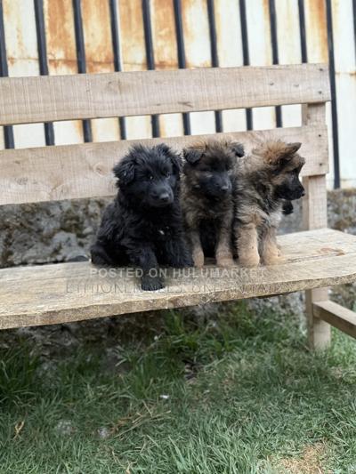 1-3 months Male Purebred German Shepherd
