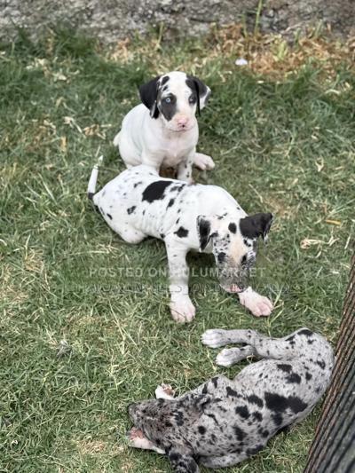 1-3 months Female Purebred Great Dane