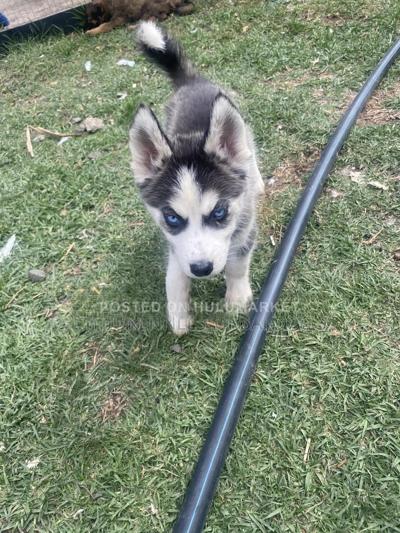 1-3 months Male Purebred American Pit Bull Terrier