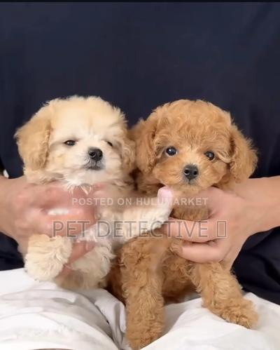 1-3 months Male Purebred Poodle