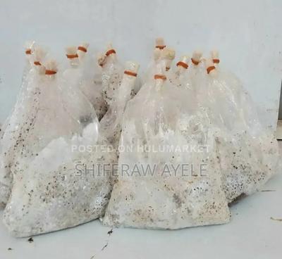 የበተን መሽሩም ዘር Button Mushroom Spawn