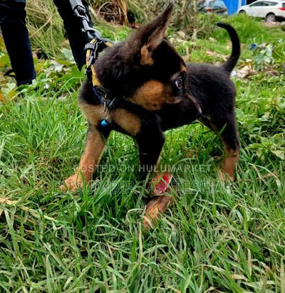 1-3 months Male Purebred German Shepherd