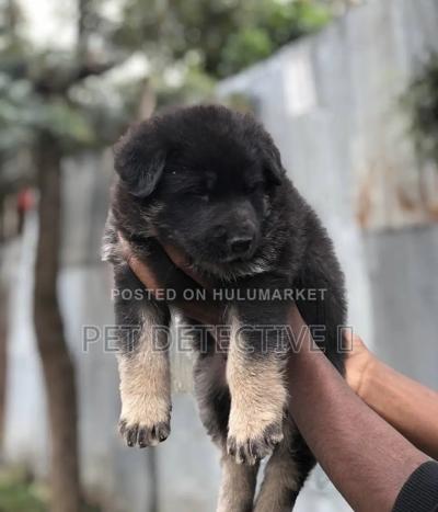 1-3 months Male Purebred German Shepherd